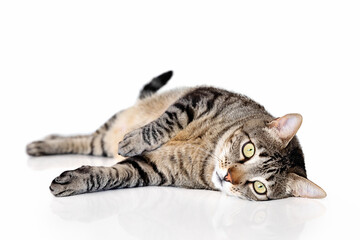 Tabby cat laying down on white background and looking at camera