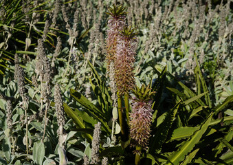 image of three crested lilies in the garden