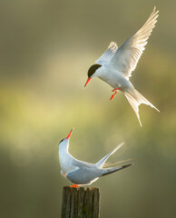 Dodaars, futen, kleinste fuutachtige, familie futen, vogels, lile grebe,  © FMC group BV
