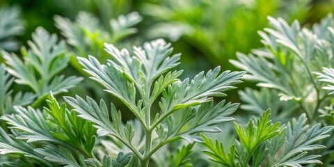 Naklejka premium Delicate, feathery silver-green leaves of absinthe wormwood plant in a lush herbal kitchen garden, shot in close-up macro detail.