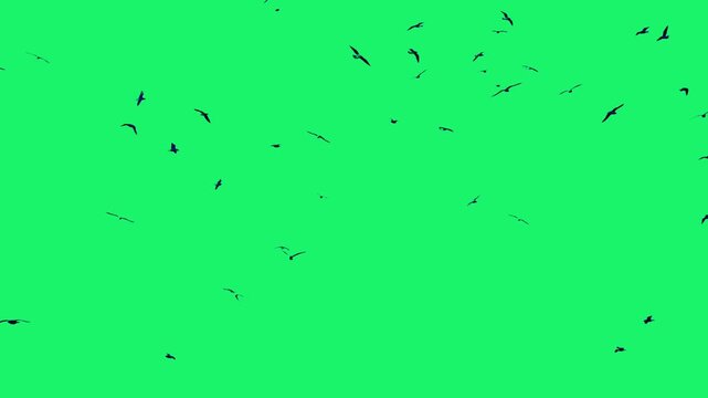 Animation video of flying birds on green screen