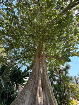 Kapok tree or Java kapok (lat.- Ceiba pentandra) in the Ein Gedi Botanical Garden