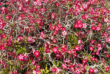 Adenium multiflora (Latin - Adenium Multiflorum) in the Ein Gedi Botanical Garden