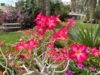 Adenium multiflora (Latin - Adenium Multiflorum) in the Ein Gedi Botanical Garden