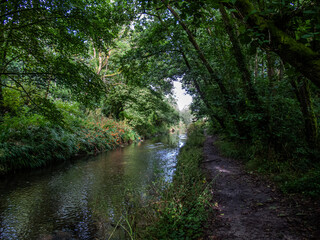 Cornish river in the woods