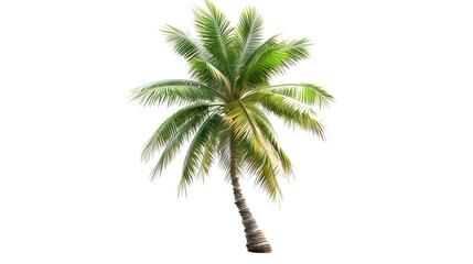 Isolated transparent tropical palm tree 
Floral design with leafs