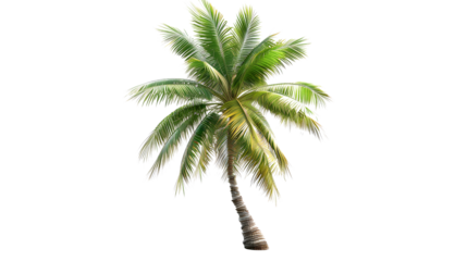 Isolated transparent tropical palm tree 
Floral design with leafs