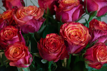 グラデーションカラーのばら