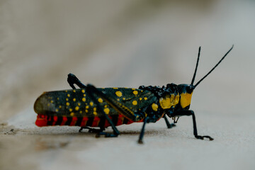 Aularches miliaris - spotted locust. Bali Indonesia