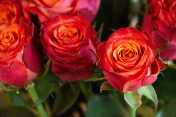 グラデーションカラーのバラ