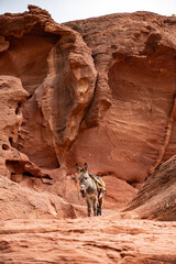 A donkey with the beautiful orange stone background found in Petra Jordan