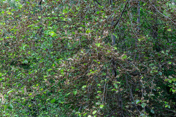 Alder attacked by caterpillars of the alder leaf beetle. Alnus glutinosa. Agelastica alni.