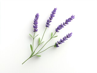 Fototapeta premium A single purple lavender sprig on a white background