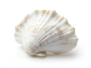 A single white seashell on a white background