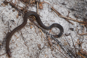 a local rare snake of borneo called saliaing, very poisonous