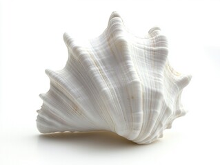 A white seashell on a white background