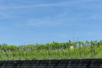 Rooftop Vineyard. Green Roof Technology.