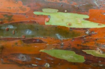 The bark pattern of the Leda tree or Eucalyptus deglupta is a tall tree species, commonly known as...