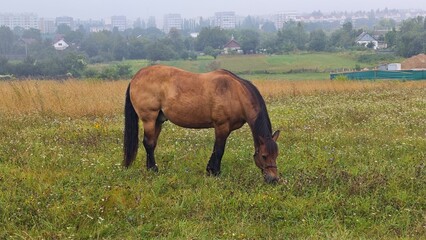 horse in the meadow,early in the morning