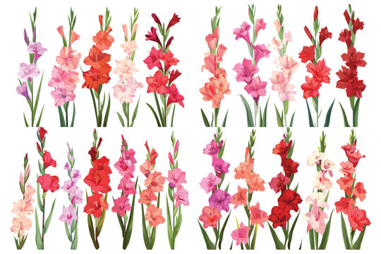 Branch of a gladiolus flower, Beautiful gladiolus flower set, Red and pink gladiolus flower, Beautiful summer flowers, Colorful gladiolus flowers, Multicolor gladiolus flower, Vector illustration