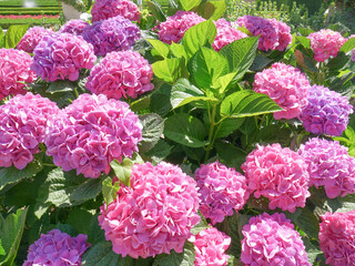 Blooming Hydrangea in a garden outdoor