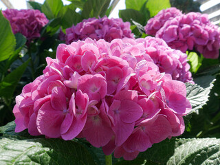 Blooming Hydrangea in a garden outdoor