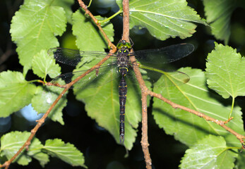 森の中で強い日差しを受けるウェストが細すぎるコシボソヤンマ（雄・自然光＋ストロボ、マクロ接写撮影）