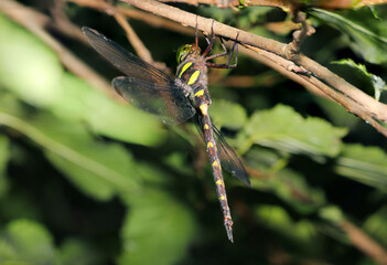 森の中で強い日差しを受けるウェストが細すぎるコシボソヤンマ（雄・自然光＋ストロボ、マクロ接写撮影）