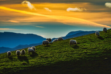 Pâturage au pays basque 