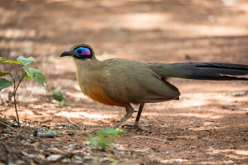 Giant coua (Coua gigas), bird species from the coua genus in cuckoo family, endemic to the dry...