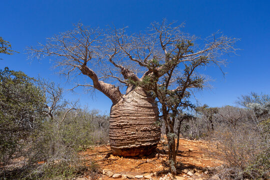 Majestic Grandmother Fony baobab, (Adansonia rubrostipa), Oldest part of the tree an estimated 1,600 years old. Tsimanampetsotsa national park. Madagascar wilderness landscape.