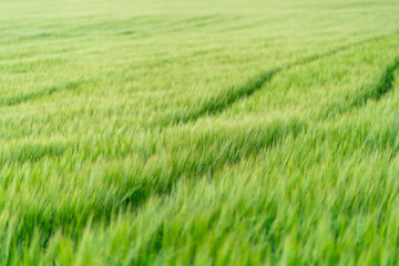 close up of green fields of Andalsnes in Norway in summer