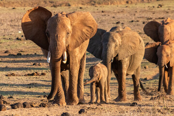 Elefantenfamilie am spatzieren in Kenia