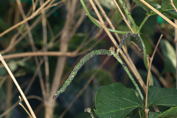 Green Bean Plant Infested with Aphids