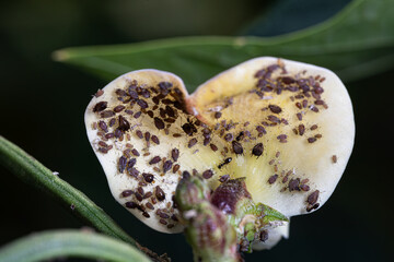 Severe Aphid Infestation on Green Beans