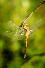 weibliche Gemeine Heidelibelle (Sympetrum vulgatum) hängt an einem Halm