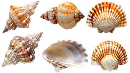 Seashell isolated on transparent background
Summer beach souvenirs.