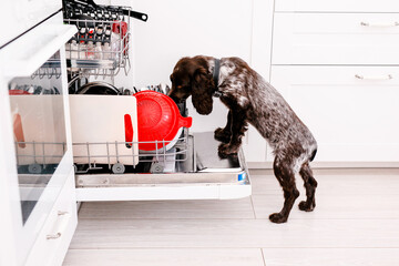 Spaniel dog licks dirty plates in full dishwasher
