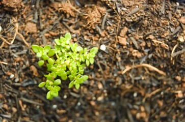 Growing tree shoots shot in aerial view