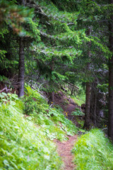 Fototapeta premium Hiking in Ciampedie near Catinaccio mountain following the path to Malga Vael - Val di Fassa - Italy