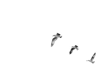 Birds flying isolated on white background, (Black and white)