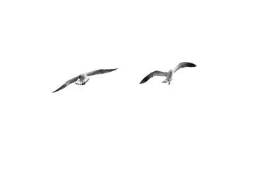 Birds flying isolated on white background, (Black and white)