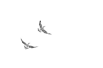 Birds flying isolated on white background, (Black and white)