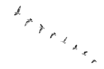 Birds flying isolated on white background, (Black and white)