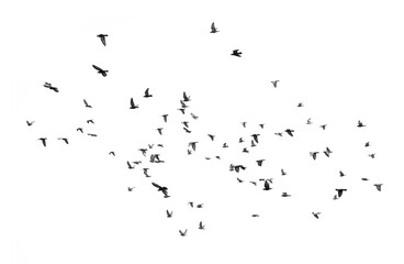 Birds flying isolated on white background, (Black and white)