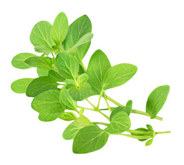 Oregano or Marjoram leaves isolated on white background. Fresh Sprig of  green oregano  close up.