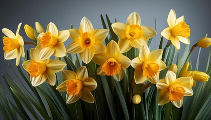 Obraz premium Daffodil - Bright yellow flowers.