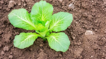 Young Green Lettuce Plant Thriving in Freshly Tilled Garden Soil
