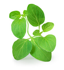 Oregano or Marjoram leaves isolated on white background. Fresh Sprig of  green oregano  side view.