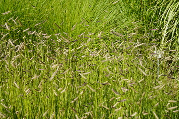 minimalist image of mosquito grass (bouteloua gracilis)
